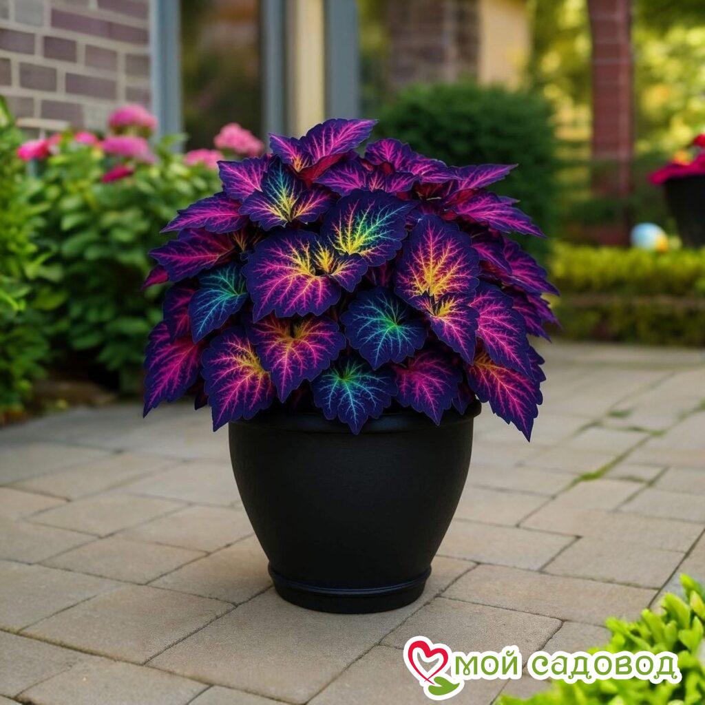 Хоста Фрости Блю